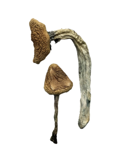 Jedi Mind Fuck Magic Mushrooms